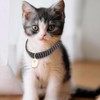 4 Pieces Cute Cat Collar,Cat Breakaway Collar with Anti-Suffocation Buckle,Adjustable