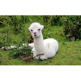 TippTexx 24 Cosy Leg Warmers Like Self-knitted Ones With Wool (Sheep And Alpaca), Leg Warmers, Also Over-The-Knee - Silver