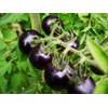 NIKA SEEDS - Vegetable Giant Cherry Tomato Blue - 20