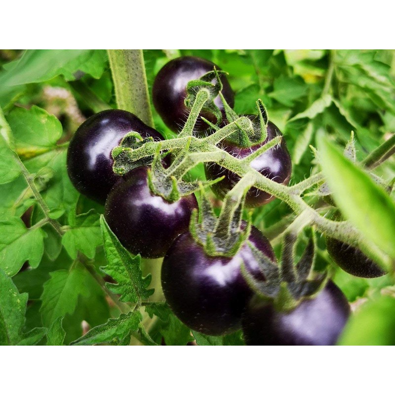 NIKA SEEDS - Vegetable Giant Cherry Tomato Blue - 20