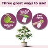Magnolia Tree Fertilizer, Complete Liquid Magnolia Tree Plant Food, 1