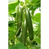 KIRA SEEDS - Cucumber Chinese Miracle - Open-Pollinated - Heirloom
