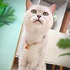 PetsMeow Breakaway Cat Collar. Japanese Plum Blossom Bell & Chic
