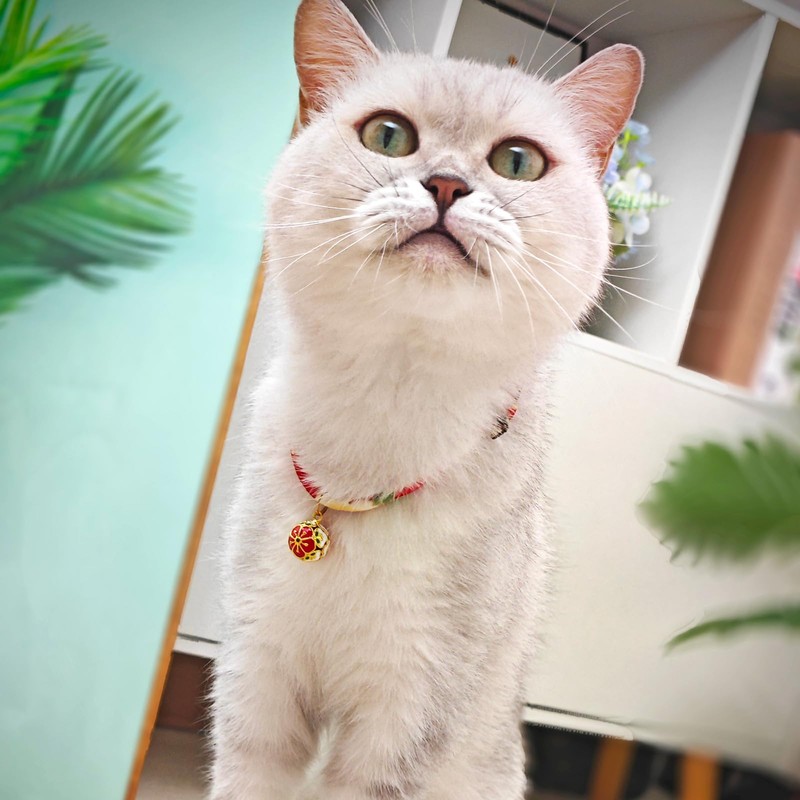 PetsMeow Breakaway Cat Collar. Japanese Plum Blossom Bell & Chic