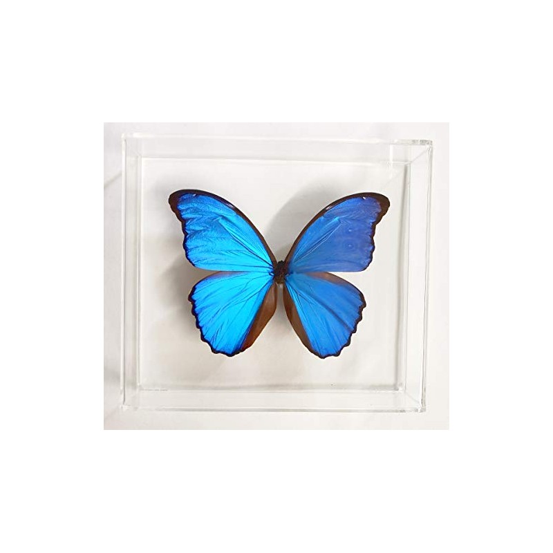 Mounted Rainforest Butterfly: Blue Morpho didius Airtight Acrylic Frame (8"