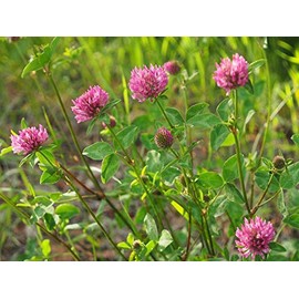 15,000 Medium Red Clover Seeds for Planting 1 Ounces of Seeds Bulk Seeds USA Harvested pollinator bee Butterfly