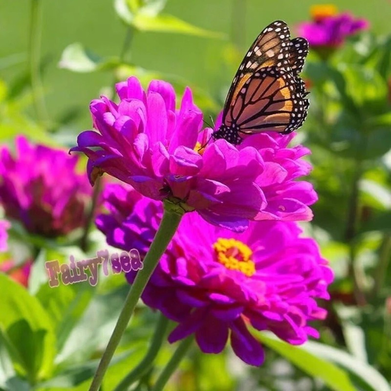 Fairy7Seas Zinnia Seeds - Zinnia Elegans - Dahlia Flowered Purple