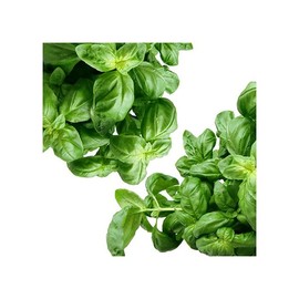 Lemon BASIL, Dried Organic Lemon Basil, 8 vol. oz. Pouch, Culinary Spice, Cooking, Marinating, Baking, Chef Choice (Lemon Basil) Picked fresh and Dried