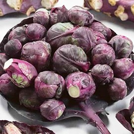 22Day Seeds: Seeds Purple Brussels Sprouts/Cabbage/Non GMO/Heirloom