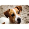 Jack Russell Dog Rectangle Aluminium Fridge Magnet Fantastic Souvenir