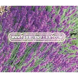 ENGLISH LAVENDER Lavandula Angustifolia --- 10 Herb Seeds