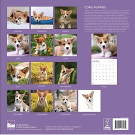 2026 Corgi Puppies Wall Calendar 12 Month | 12" x 24" Open | Giftable | Dog Calendar 2026 | Thick & Sturdy Paper for Calendar Organizing & Planning | Pacific Waters Press (Corgi Puppies)
