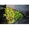[2024 New Tea] Shine/100g Matsuda Sashima Tea Ibaraki Prefecture First
