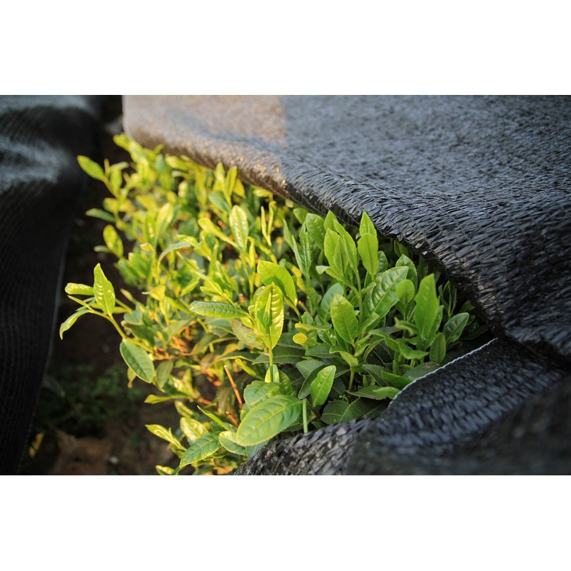 [2024 New Tea] Shine/100g Matsuda Sashima Tea Ibaraki Prefecture First