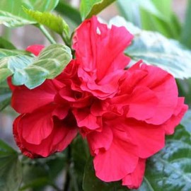 CHUXAY GARDEN Double Red Hibiscus Seed 10 Seeds Annual Flowering Plant Evergreen Tropical Plant Privacy Screen Plants Extremely Decorative