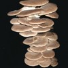 Summer Oyster Mushroom Spawn 30 Dowels Free Wax