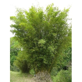 Green Hedge Bamboo | 1 Live Plant | Non-Invasive Clumping Bamboo | Screening Privacy Hedge Bambusa Multiplex
