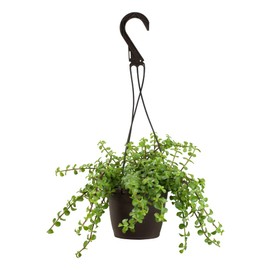 String of Dolphins Plant Live Succulents, Succulents Plants Live in Hanging Planter, Succulents Live Plants Indoor Plants Live Houseplants, Hanging Plants Live Succulent Plants Live by Plants for Pets