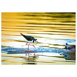 Will Davis Studios Black-Necked Stilt in a Ducks Wake Photography Fine Art All Occasion Greeting Card. (Blank Inside)
