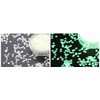 Spooky Glow in The Dark Nail Art Sequins Glitter 2g