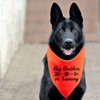 BLUPARK Funny Dog Bandana Big Brother in Training Triangle Printed
