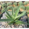 Agave bracteosa Cacti Cactus Succulent Real Live Plant