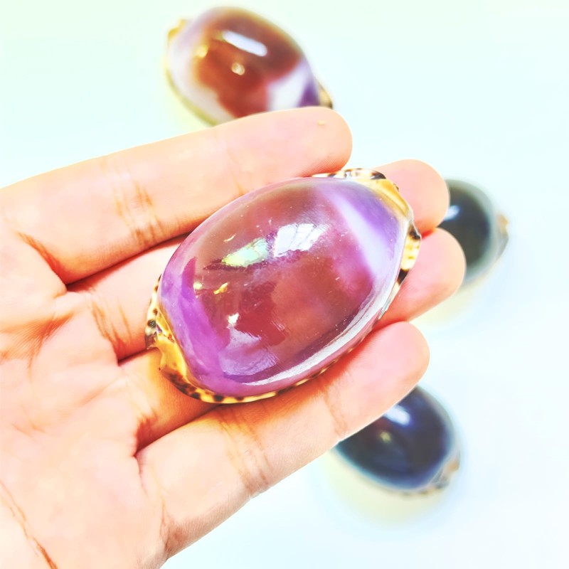 5pcs, Purple Top Conch Shell, Purple Tiger Shell, 1.8-2.2 inches