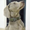 Beanspet Dog Collar, Basic Studs, Antique Dog Collar, Leather, Stylish,