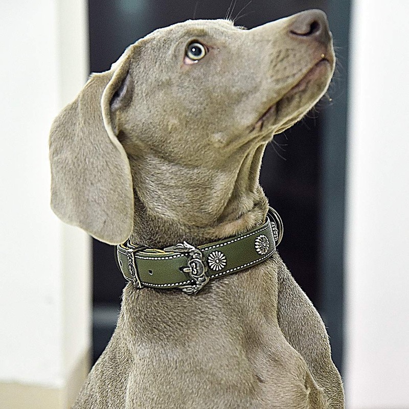 Beanspet Dog Collar, Basic Studs, Antique Dog Collar, Leather, Stylish,