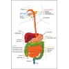 History Galore 24"x36" Gallery Poster, gastrointestinal tract, also called the