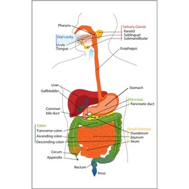 History Galore 24"x36" Gallery Poster, gastrointestinal tract, also called the digestive tract