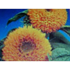 TEDDY BEAR SUNFLOWER 25 SEEDS   FLUFFY-LOOK  SUNFLOWER - DWARF  TEDDY BEAR  FLOWER SEEDS