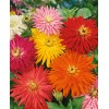 200+ CACTUS FLOWERED ZINNIA MIX -- HEAT DROUGHT TOLERANT ------