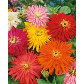 200+ CACTUS FLOWERED ZINNIA MIX -- HEAT DROUGHT TOLERANT ------ FRESH