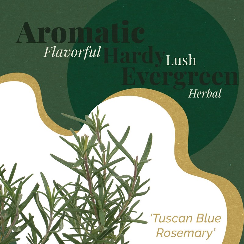 6 Tuscan Blue Rosemary, Live Plants – Rosmarinus Officinalis –