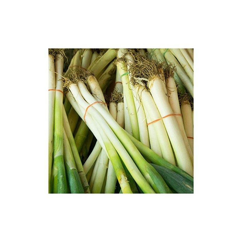 Everwilde Farms - 1/4 Lb Evergreen White Bunching Onion Seeds