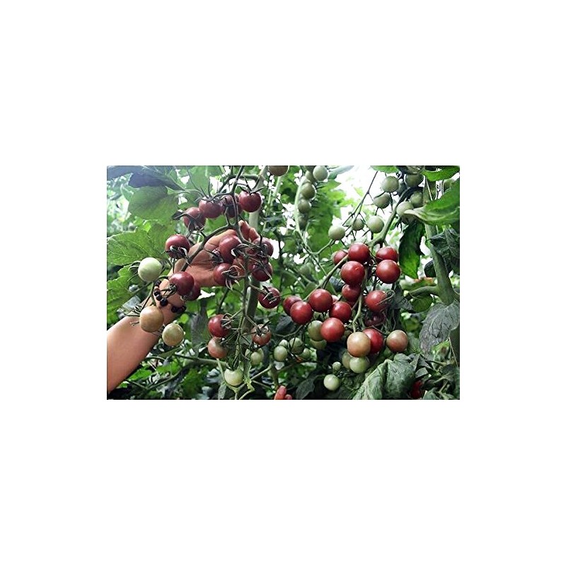 30+ Black Cherry Tomato Seeds, Heirloom Non-GMO, Low Acid, Indeterminate,