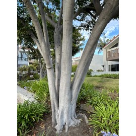 Home-Growth Tuckeroo, Carrotwood, Cupaniopsis Anacardioides - 20 Seeds 2025 - USA