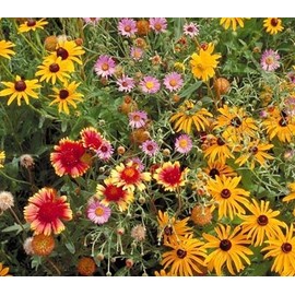 Outsidepride Perennial Wild Flower Seed Mix - 5 lbs. Diverse, Long-Lasting Blooms, Easy to Grow Perennial Flower Seeds for All States, Perfect for Home Gardens, Landscapes, and Attracting Pollinators