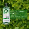 Shampoo Herbal Essences Detox Té Verde Menta 400 Ml