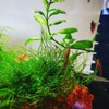 Java Moss on Coconut Shell Driftwood Bridge Live Aquatic Plant