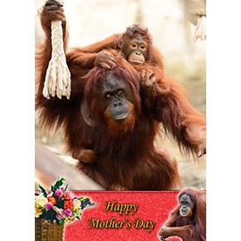 Orangutan Monkey Mothers Day Card