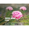 Southern Seeds Moss Rose, Pink - 250 Seeds - Heirloom