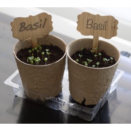 DesertUSA Organic Basil Seeds - Genovese - Ocimum basilicum - Seeds for Planting, 1550+mg - 860+ Herb Seeds, Indoor or Outdoor Growing, Heirloom, Non-GMO