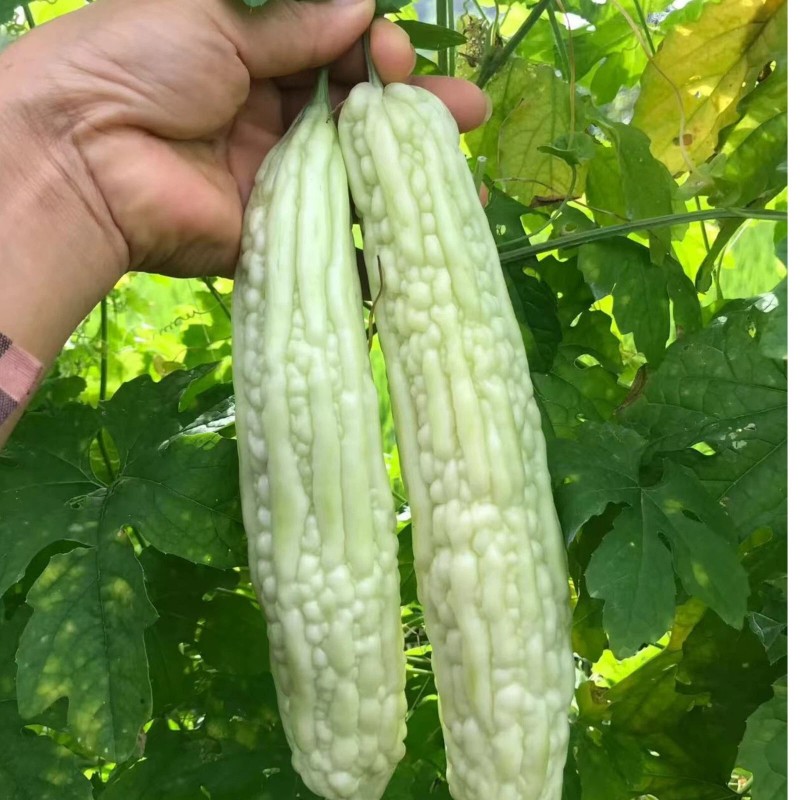 ZEshops 15pcs White Pearl Bitter Gourd Seeds Heirloom Balsam Pear