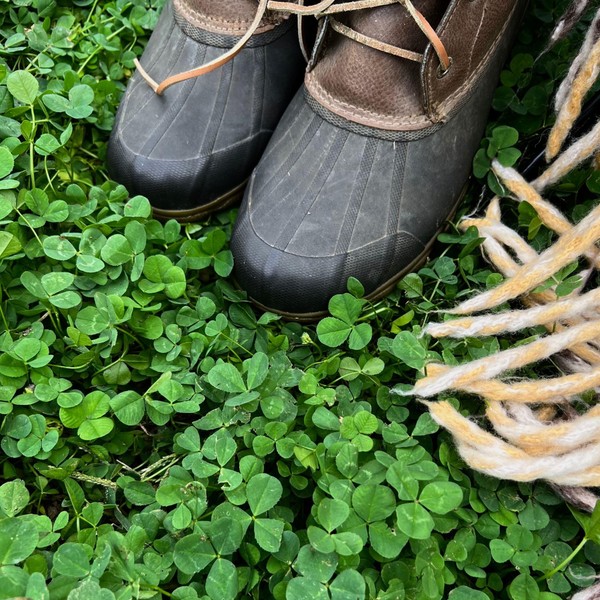 Mountain Valley Seed Company Micro Clover Seeds for Lawn-Microclover Seed