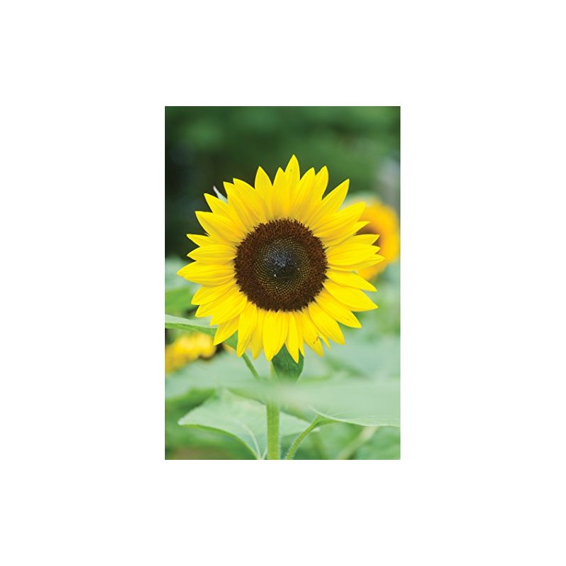 Burpee Jua Maya Hybrid Sunflower Seeds 45 seeds