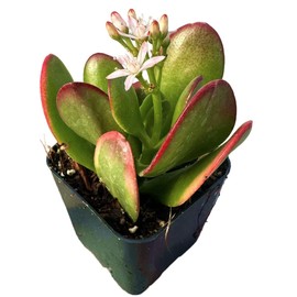 Live Crassula Plants for Home Decor (2"Pot Crassula Sunset Jade Variegated)