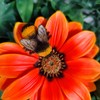Vivid Arts - Hanging Orange African Daisy/Bee - HGF-024