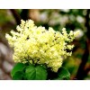 PeavyTailor 50 Yellow Lilac Seeds Fragrant Flower Shrub Bush Japanese